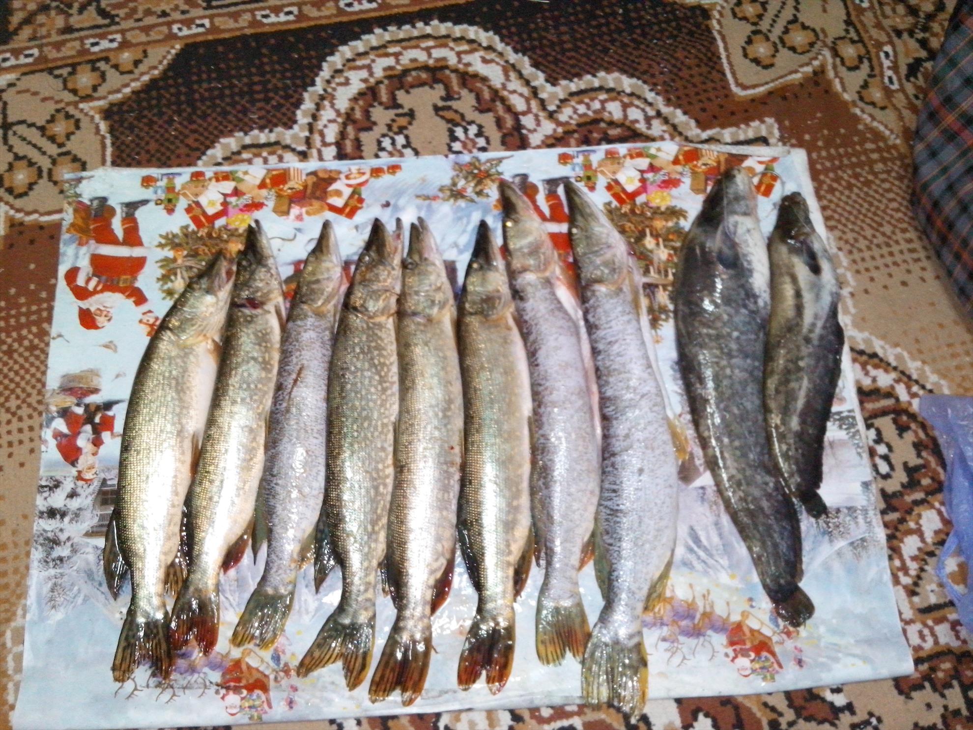 ary - img201310062105391.jpg